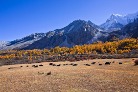 image of Luo Rong Pasture