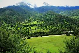 image of Lulang Forest Sea